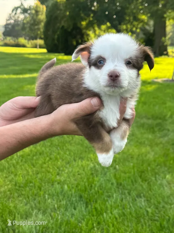 Ninja – Miniature Australian Shepherd puppy for sale in Dundee, IL