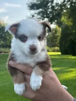 Ninja, a female Miniature Australian Shepherd for sale in Dundee, IL – 4 of 5