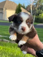 Teddy, a female Miniature Australian Shepherd for sale in Dundee, IL – 3 of 5