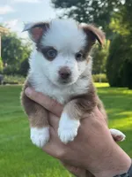 Ninja, a female Miniature Australian Shepherd for sale in Dundee, IL – 2 of 5