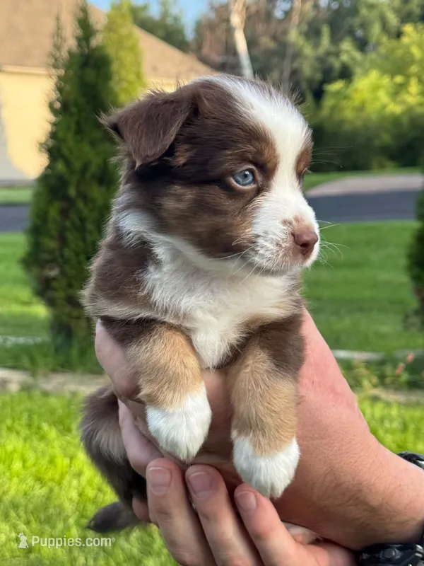 Teddy – Miniature Australian Shepherd puppy for sale in Dundee, IL