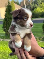 Teddy, a female Miniature Australian Shepherd for sale in Dundee, IL – 1 of 5