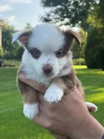 Ninja, a female Miniature Australian Shepherd for sale in Dundee, IL – 3 of 5