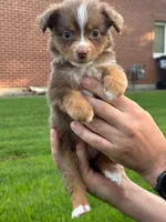 Brownie, a female Miniature Australian Shepherd for sale in Dundee, IL – 1 of 5