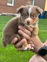 Brownie, a female Miniature Australian Shepherd for sale in Dundee, IL – 4 of 5