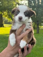Misia , a female Miniature Australian Shepherd for sale in Dundee, IL – 6 of 6