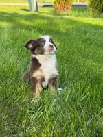 Teddy, a female Miniature Australian Shepherd for sale in Dundee, IL – 2 of 5