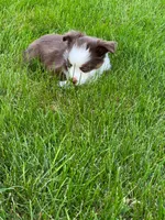 Misia , a female Miniature Australian Shepherd for sale in Dundee, IL – 3 of 6