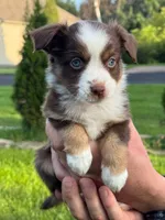 Teddy, a female Miniature Australian Shepherd for sale in Dundee, IL – 5 of 5