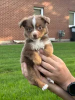 Brownie, a female Miniature Australian Shepherd for sale in Dundee, IL – 5 of 5