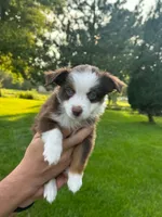 Misia , a female Miniature Australian Shepherd for sale in Dundee, IL – 2 of 6
