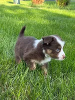 Teddy, a female Miniature Australian Shepherd for sale in Dundee, IL – 4 of 5