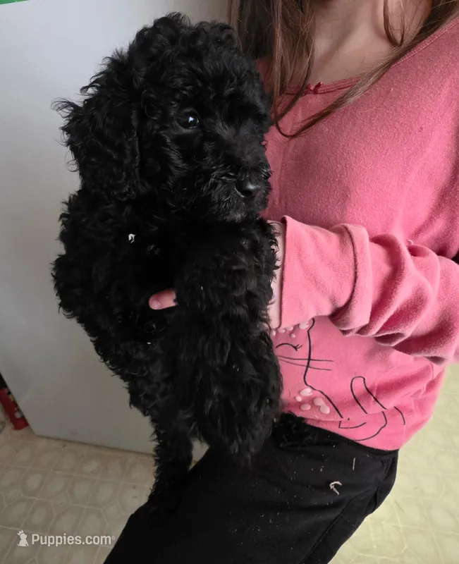 Black Mini Goldendoodle – Miniature Goldendoodle puppy for sale in Bristol, VA