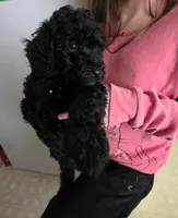 Black Mini Goldendoodle, a male Miniature Goldendoodle for sale in Bristol, VA – 1 of 1