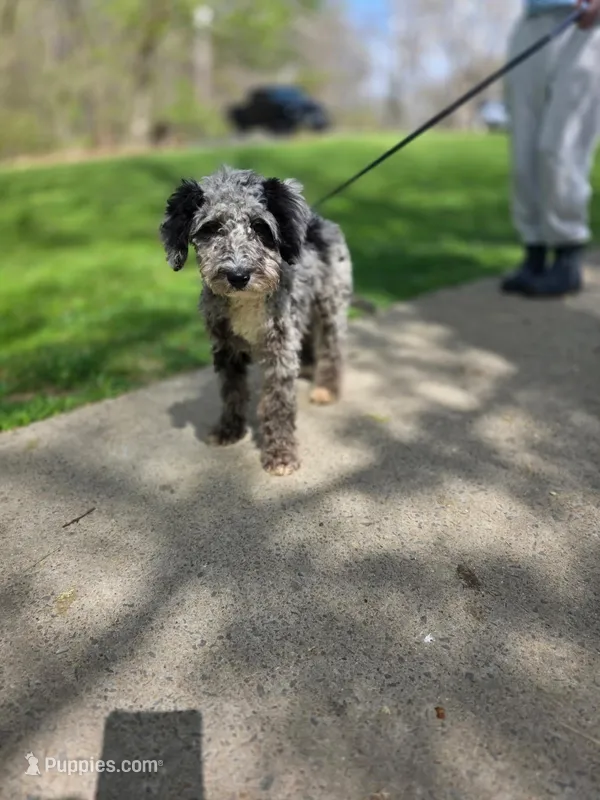 Grey aussiedoodle girl  – Aussiedoodle puppy for sale in Bristol, VA