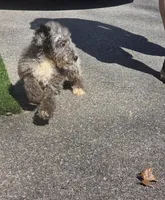 Grey aussiedoodle girl , a female Aussiedoodle for sale in Bristol, VA – Photo 4 of 4