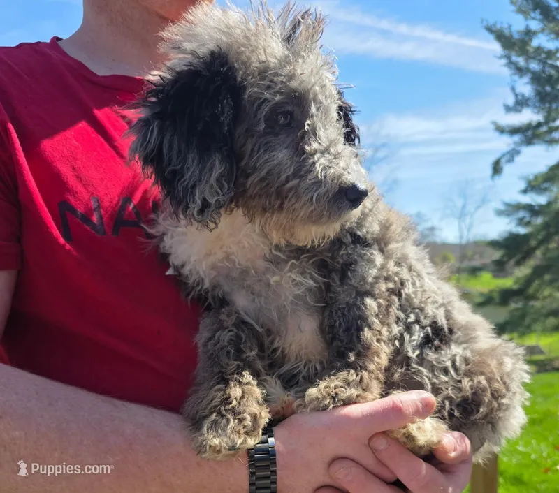 Grey aussiedoodle girl , a female Aussiedoodle for sale in Bristol, VA – Photo 1 of 4