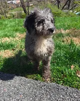 Grey aussiedoodle girl , a female Aussiedoodle for sale in Bristol, VA – Photo 2 of 4