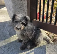 Grey aussiedoodle girl , a female Aussiedoodle for sale in Bristol, VA – Photo 3 of 4