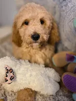 Yellow Boy “Luke”, a male Goldendoodle and Poodle - Miniature  for sale in Bristol, VA – Photo 1 of 5