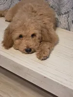 Yellow Boy “Luke”, a male Goldendoodle and Poodle - Miniature  for sale in Bristol, VA – Photo 3 of 5