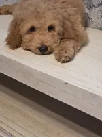 Yellow Boy “Luke”, a male Goldendoodle and Poodle - Miniature  for sale in Bristol, VA – Photo 2 of 5
