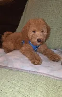 Teddy, a male Miniature Goldendoodle for sale in Greenville, SC – 4 of 7