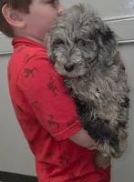 Lucy, a female Miniature Goldendoodle for sale in Bristol, VA – 1 of 1