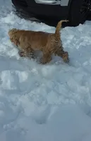 Charlotte , a female Cocker Spaniel for sale in Bristol, VA – 3 of 3