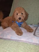 Teddy, a male Miniature Goldendoodle for sale in Greenville, SC – 6 of 7