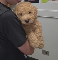 Teddy, a male Miniature Goldendoodle for sale in Bristol, VA – 2 of 2