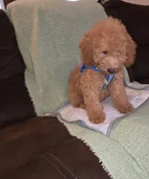Teddy, a male Miniature Goldendoodle for sale in Greenville, SC – 2 of 7