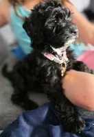 Pink aussiedoodle girl , a female Aussiedoodle for sale in Bristol, VA – Photo 5 of 9