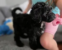 Pink aussiedoodle girl , a female Aussiedoodle for sale in Bristol, VA – Photo 2 of 9