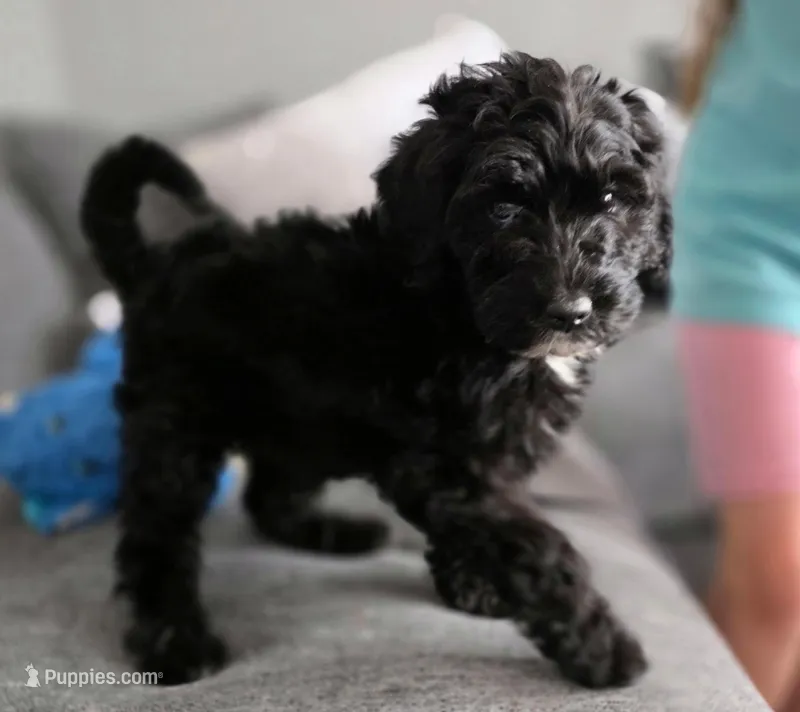 Pink aussiedoodle girl , a female Aussiedoodle for sale in Bristol, VA – Photo 1 of 9