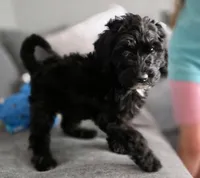 Pink aussiedoodle girl , a female Aussiedoodle for sale in Bristol, VA – Photo 1 of 9