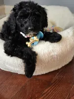 Pink aussiedoodle girl , a female Aussiedoodle for sale in Bristol, VA – Photo 7 of 9