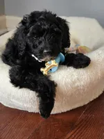 Pink aussiedoodle girl , a female Aussiedoodle for sale in Bristol, VA – Photo 6 of 9