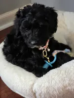 Pink aussiedoodle girl , a female Aussiedoodle for sale in Bristol, VA – Photo 3 of 9