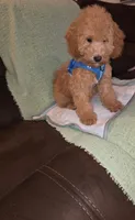 Teddy, a male Miniature Goldendoodle for sale in Greenville, SC – 7 of 7