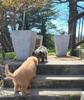 Aussiedoodle girl , a female Aussiedoodle for sale in Bristol, VA – Photo 2 of 4