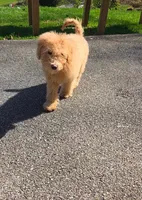 Aussiedoodle girl , a female Aussiedoodle for sale in Bristol, VA – Photo 3 of 4