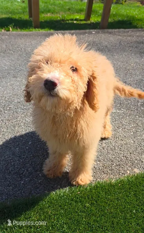Aussiedoodle girl  – Aussiedoodle puppy for sale in Bristol, VA