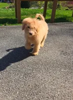 Aussiedoodle girl , a female Aussiedoodle for sale in Bristol, VA – Photo 4 of 4