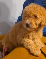 Aussiedoodle girl , a female Aussiedoodle for sale in Bristol, VA – Photo 2 of 2