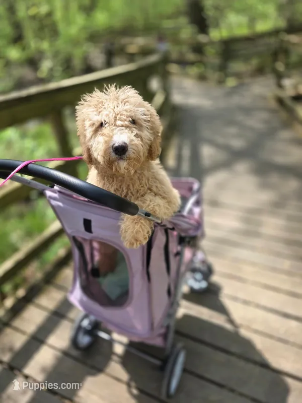 Aussiedoodle girl  – Aussiedoodle puppy for sale in Bristol, VA