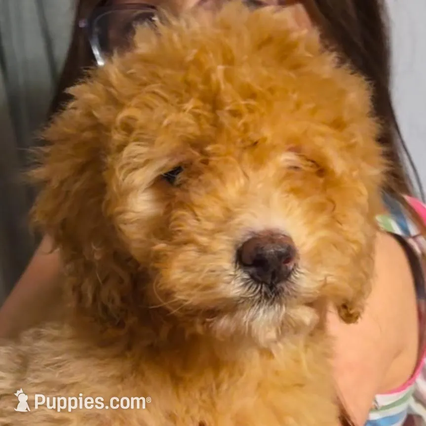 Aussiedoodle girl , a female Aussiedoodle for sale in Bristol, VA – Photo 1 of 2