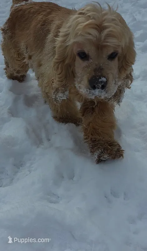 Charlotte  – Cocker Spaniel puppy for sale in Bristol, VA