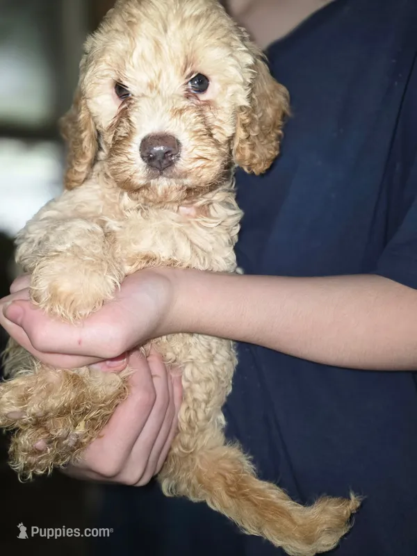 Tan Mini Goldendoodle – Miniature Goldendoodle puppy for sale in Bristol, VA