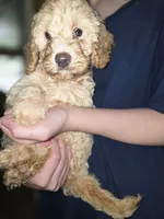 Tan Mini Goldendoodle, a female Miniature Goldendoodle for sale in Bristol, VA – 1 of 1